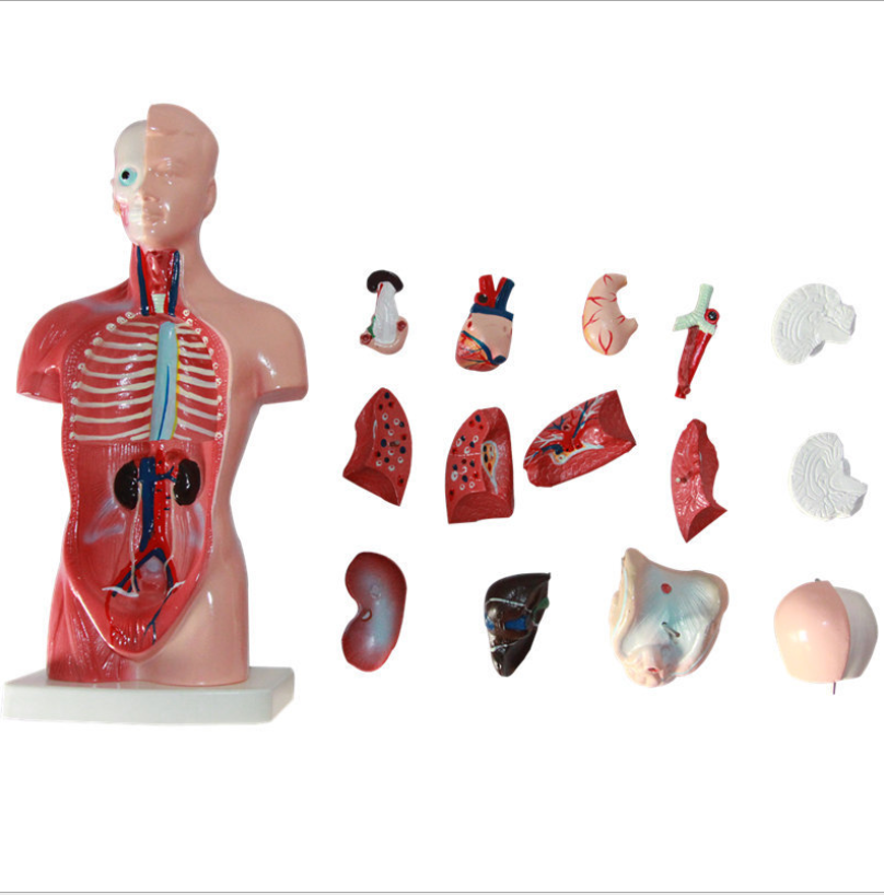 Medical teaching aids skeleton Children's educational toys