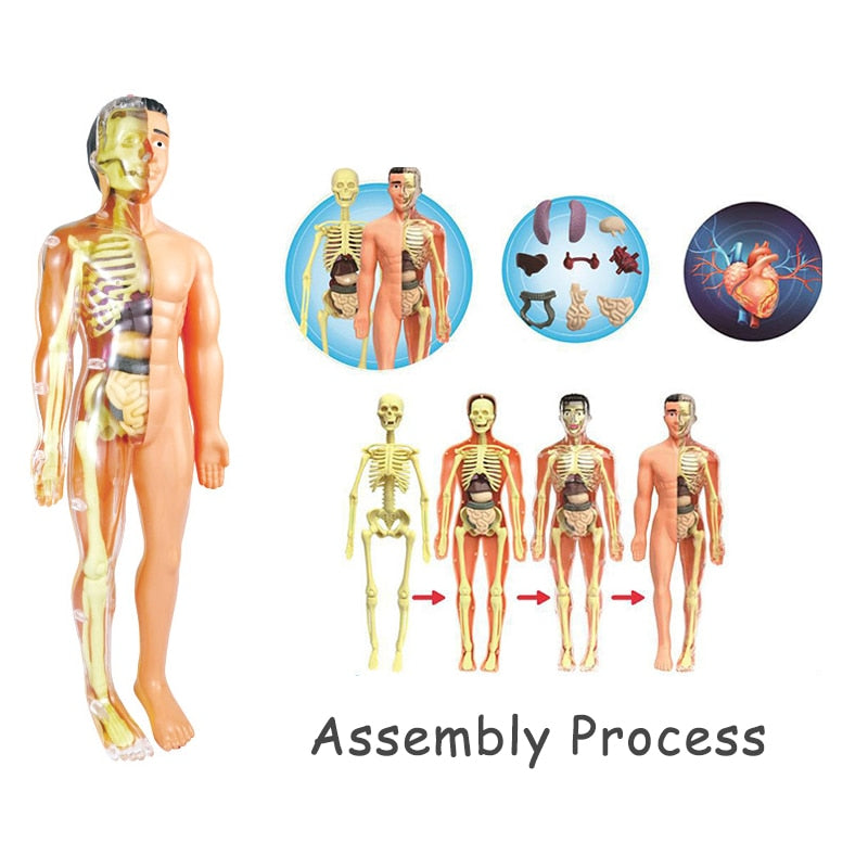 3D Human Body Torso Model Educational Assembly