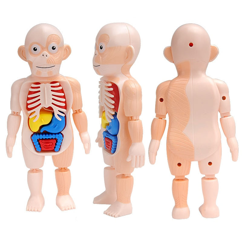 3D Human Body Torso Model Educational Assembly