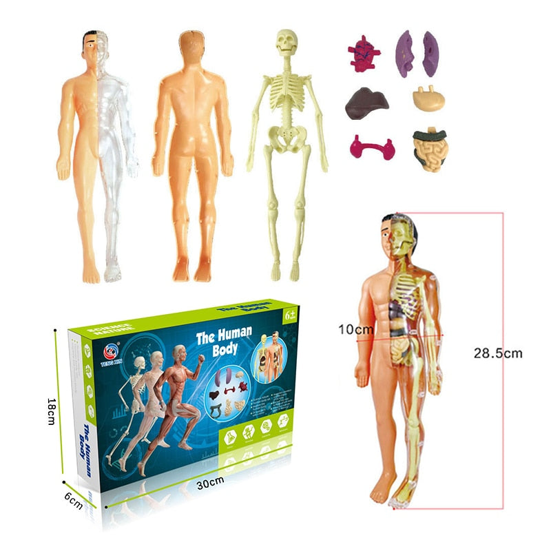 3D Human Body Torso Model Educational Assembly