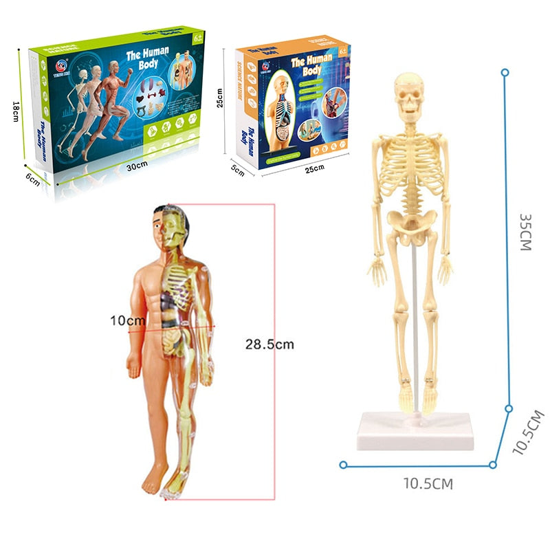 3D Human Body Torso Model Educational Assembly