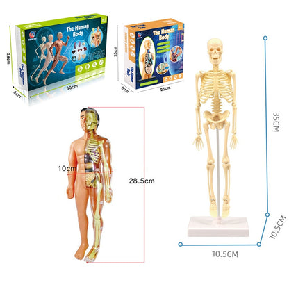 3D Human Body Torso Model Educational Assembly