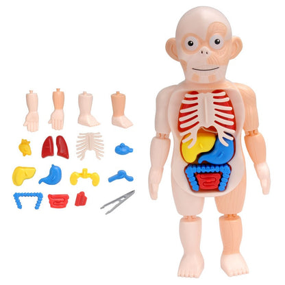 3D Human Body Torso Model Educational Assembly