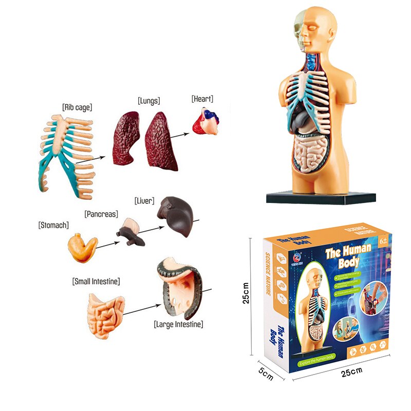 3D Human Body Torso Model Educational Assembly