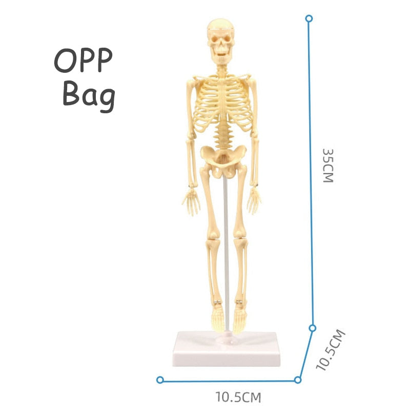 3D Human Body Torso Model Educational Assembly