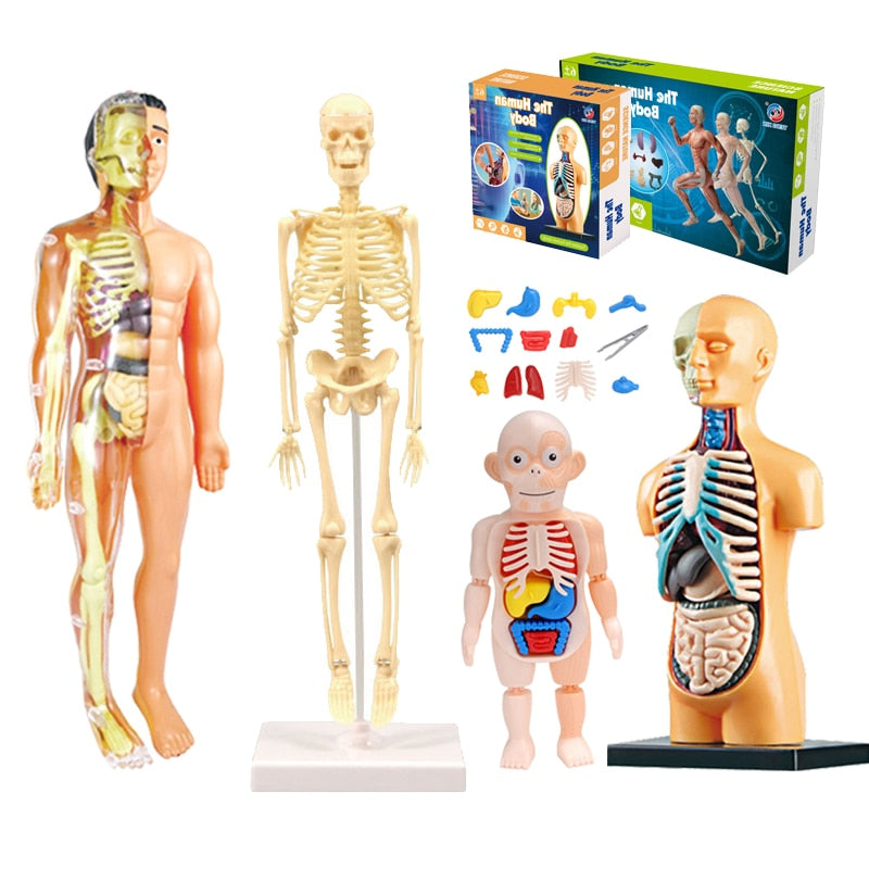 3D Human Body Torso Model Educational Assembly