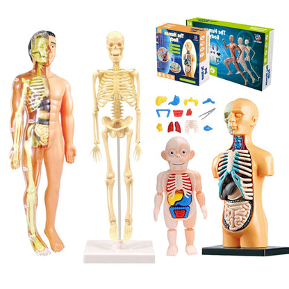 3D Human Body Torso Model Educational Assembly