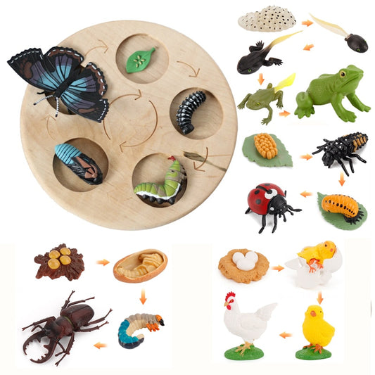 Animal Life Cycle Board Children Toys Montessori