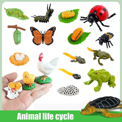 Animal Life Cycle Board Children Toys Montessori