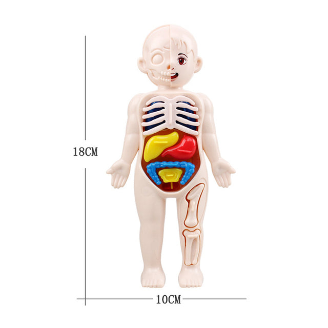 Kid Montessori 3D Puzzle Human Body